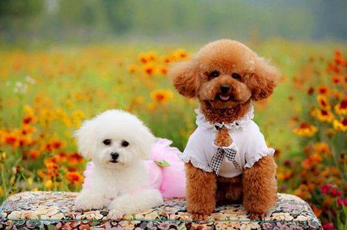 狗瘟的治疗方法,常见的应对措施有这几点