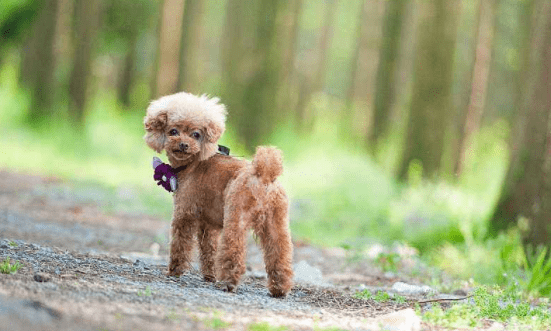 贵宾犬能做猎犬吗？你可能小瞧了它