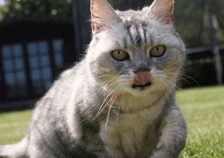 猫发出咕噜咕噜的声音是什么情况？真相在这里！