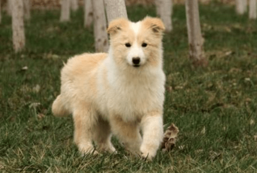 边境牧羊犬会不会看家？看完这些你应该就会明白