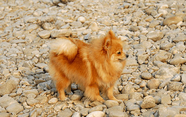 狐狸狗多少钱一只？什么！只需要这么多？