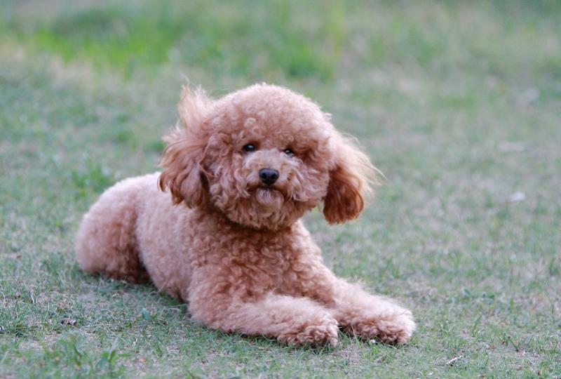 泰迪晚上一直叫怎么办?安抚方法你要了解一二