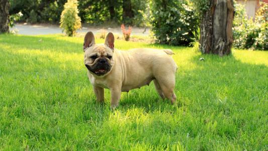 法国斗牛犬品种,还真是有好几种