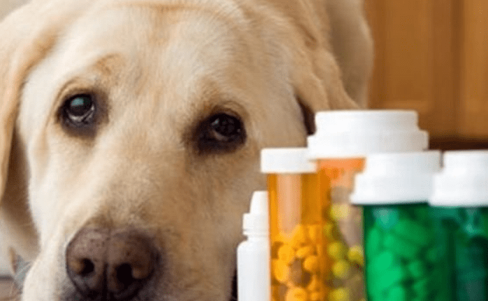 狗狗大量拉血是怎么回事？找到原因很重要