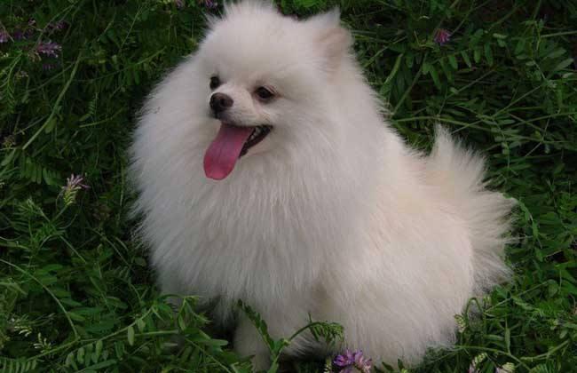 博美犬可以长多大?符合小型犬的标准