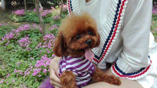 茶杯泰迪犬多少钱?大概你有钱不一定买的到