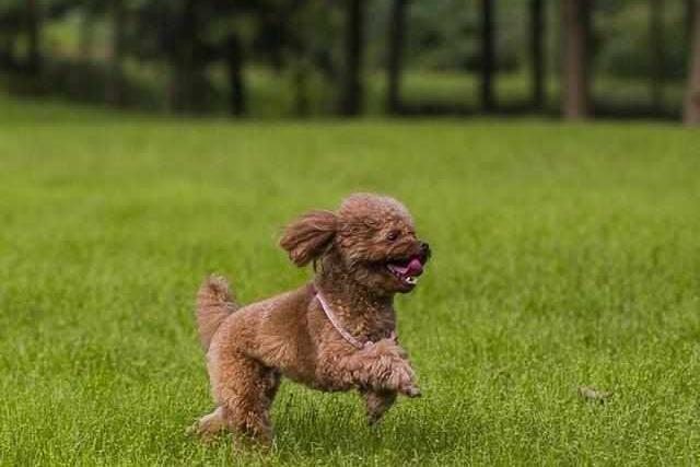 狗狗刚出生怎么喂食?需要特别注意的几个方面