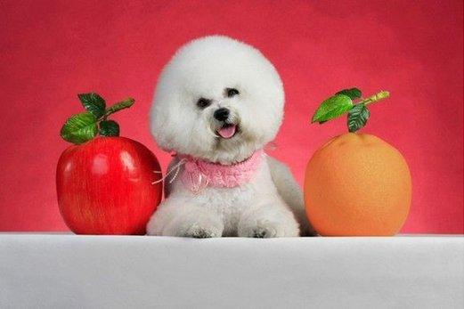 怎样训练比熊犬?真是满满的套路