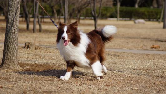 狗最怕什么气味?这些气味难以忍受