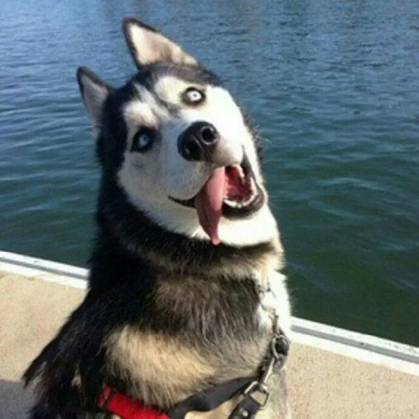 哈士奇搞笑图片，二哈称谓名不虚传