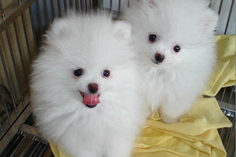 博美吃骨头卡到怎么办?最好的办法应该这样