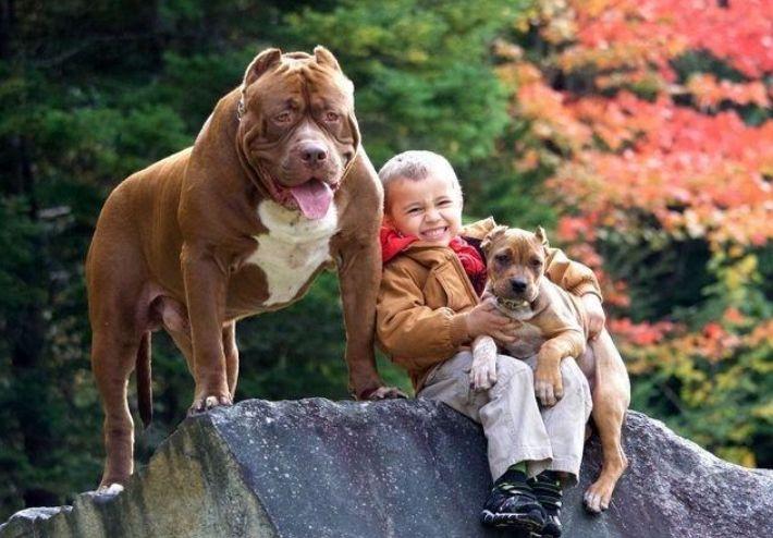 比特犬知道护主人吗?这点无需质疑