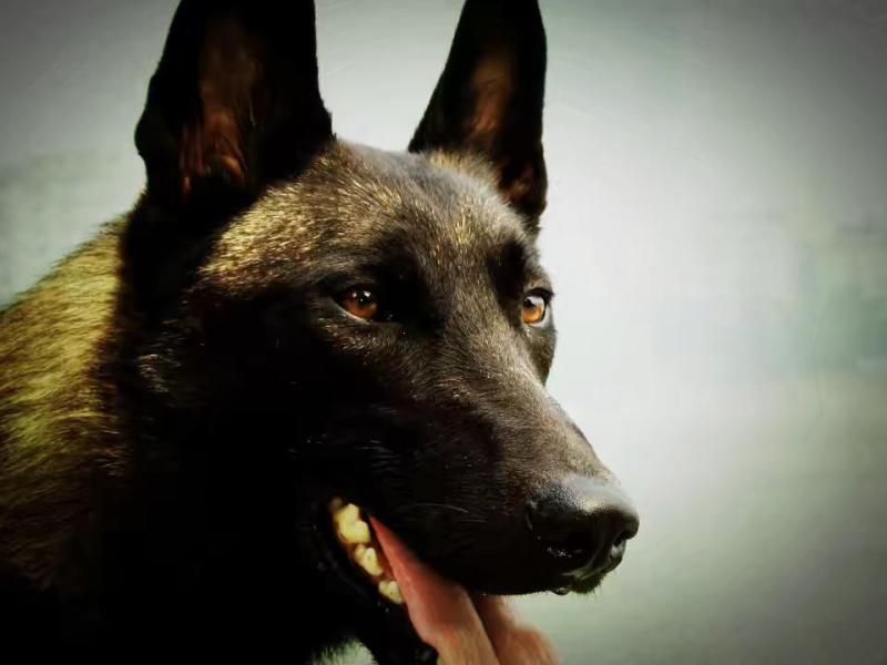 马犬拉肚子不吃东西,这些方法赶快用