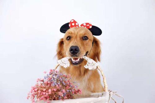 金毛幼犬老是乱咬东西怎么办?