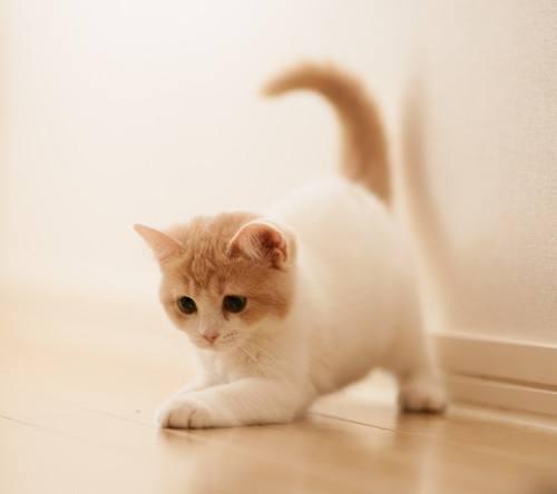 幼猫吃什么猫粮好？满足这些要求就行了