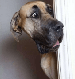 狗狗胆子小怎么治?通过这些方面来改善