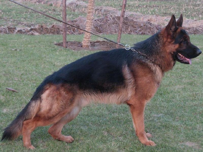 马犬和德牧的区别，别再傻傻分不清