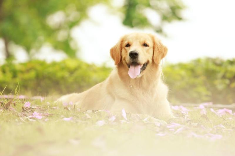 金毛是中型犬还是大型犬?这个问题显而易见