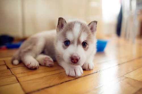 幼犬多久不拉屎不正常？会不会被憋死