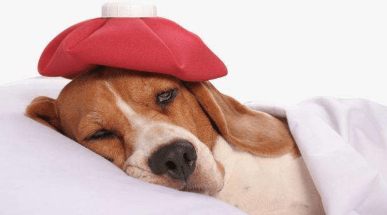 狗狗得胃炎怎么样?这些症状要分清楚了