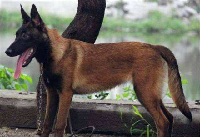 怎么样训练马犬叫，从感情培养开始