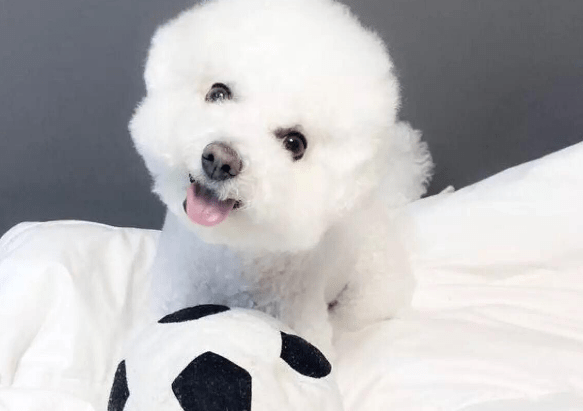 比熊有黑色的吗？如何辨别纯种比熊