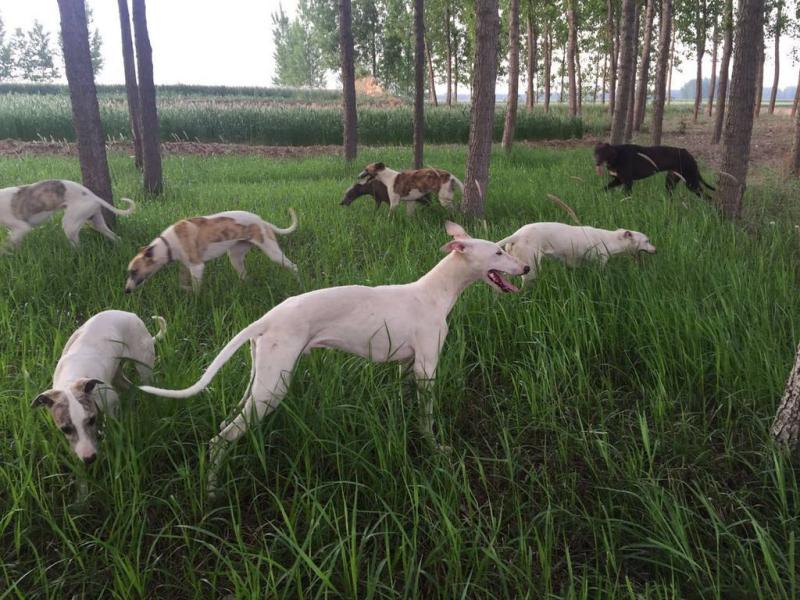 格力犬和灵缇犬的区别,分辨起来并不难