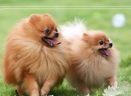 博美犬怀孕后注意事项,这几个方面尤其留意