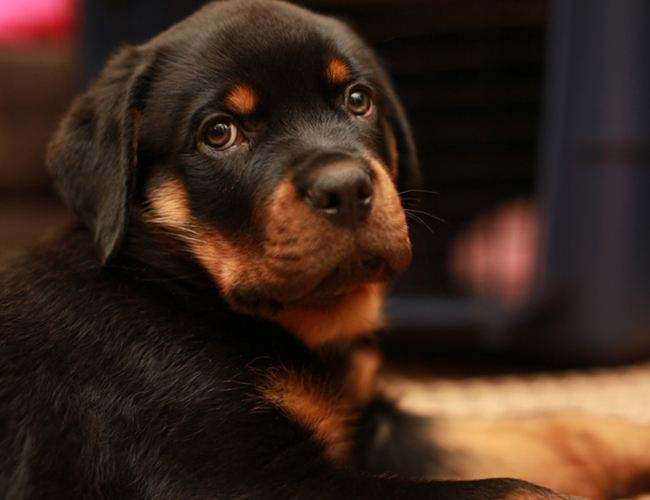 罗威纳犬怎么训练,掌握这些让它乖巧听话