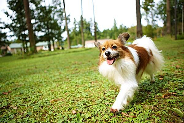 如何训练蝴蝶犬?得益于合适的方法