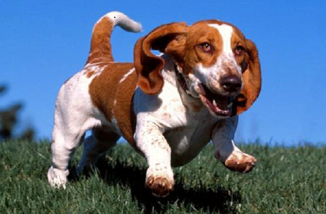 如何知道狗狗认了主人？这些表现通通都能看出来