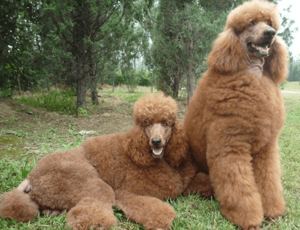 贵宾犬和拉布拉多哪个好养?综合来比一比