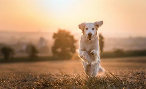 金毛成犬狗粮哪种好?只买对的不买贵的