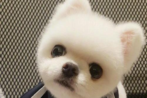 贵宾犬不喝水怎么办?这些办法你用的上