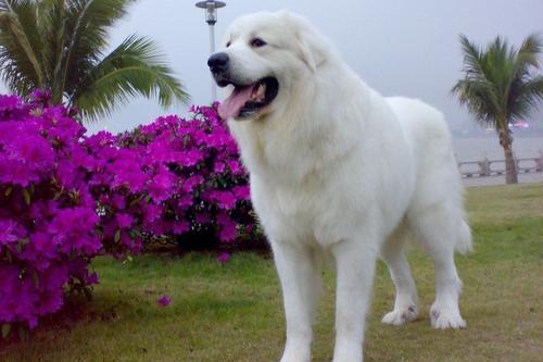 大白熊犬不听话怎么办?严格的加强训练