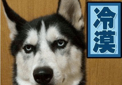 哈士奇喂养方法,喂养大佬不是轻松活