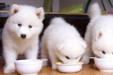 土狗吃什么狗粮好?只要是正品都可以