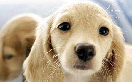 有狂犬病的狗能活多久?狂犬病知识解答