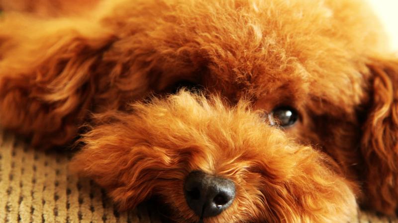 泰迪狗不吃狗粮怎么办?找对原因才好想对策