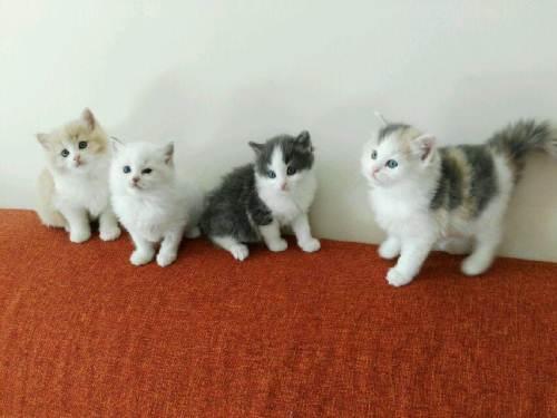 小猫不吃东西多久会死?所谓一顿不吃饿得慌