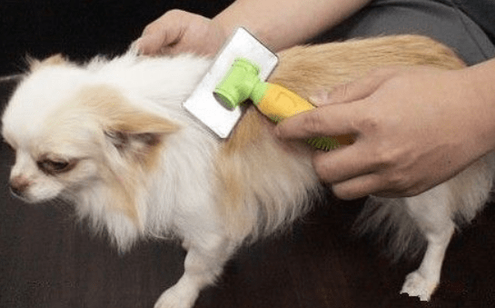 狗狗掉毛怎么办？先找找原因所在
