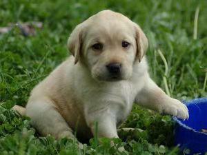 拉布拉多能打吗,智商型的狗狗别打