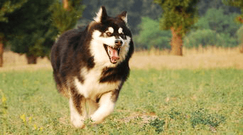 阿拉斯加犬怎么训练?这方法即好使又简单