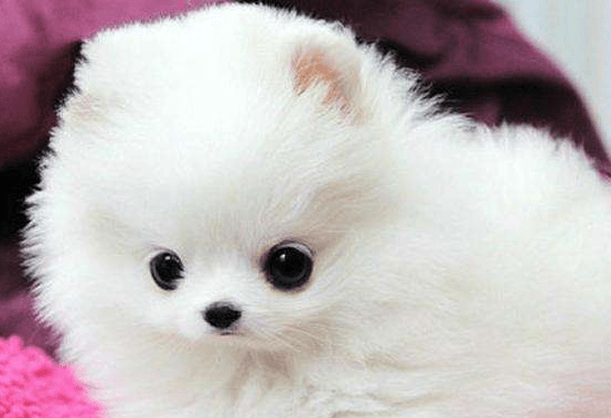 博美茶杯犬的寿命，正常情况下就是这样的