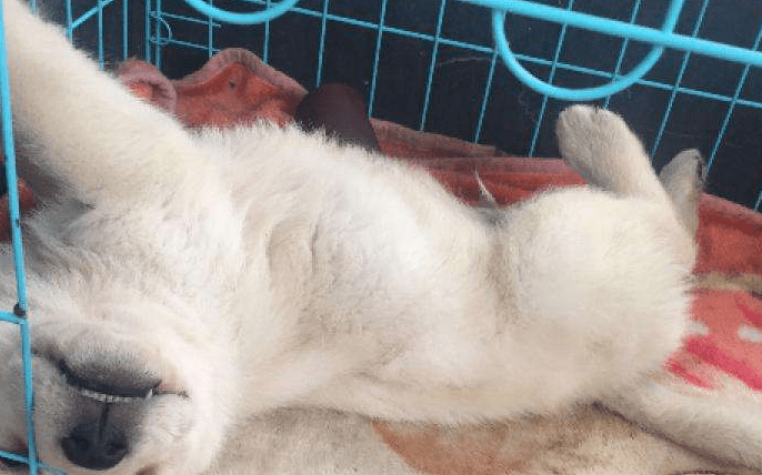 犬瘟症状前兆，出现这些情况要注意了