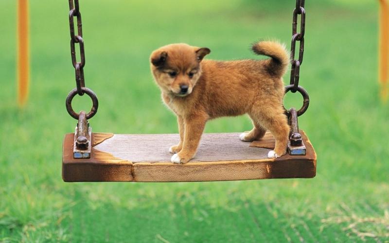 狗狗犬瘟症状,这些症状尤其要注意区分