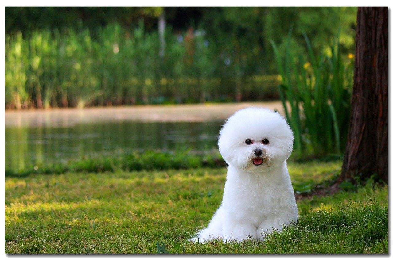 比熊犬怎么喂养?照这样准没错