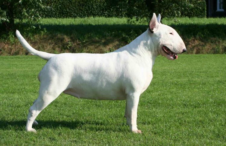 牛头梗好训练吗？来具体的解读下该犬