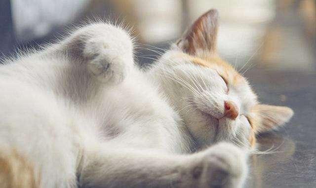 猫能喝酸奶吗?很多人都做错了!