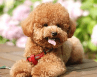 泰迪和贵宾犬哪个好养？不对比一下又如何知道